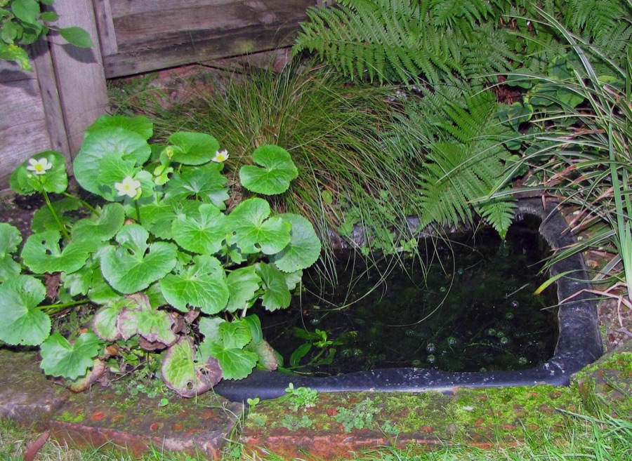 Small pond